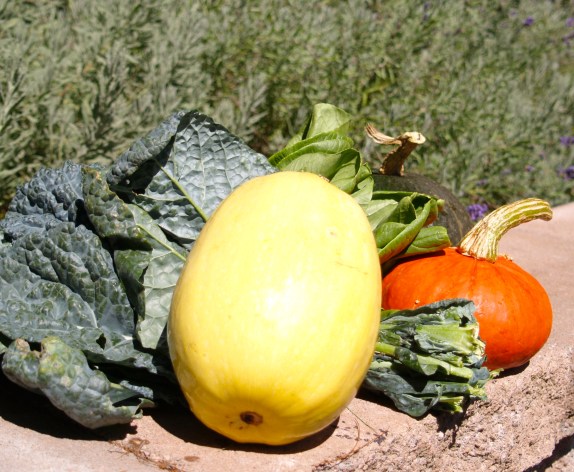 first fall 2013 squashes and gourds - Garners Produce