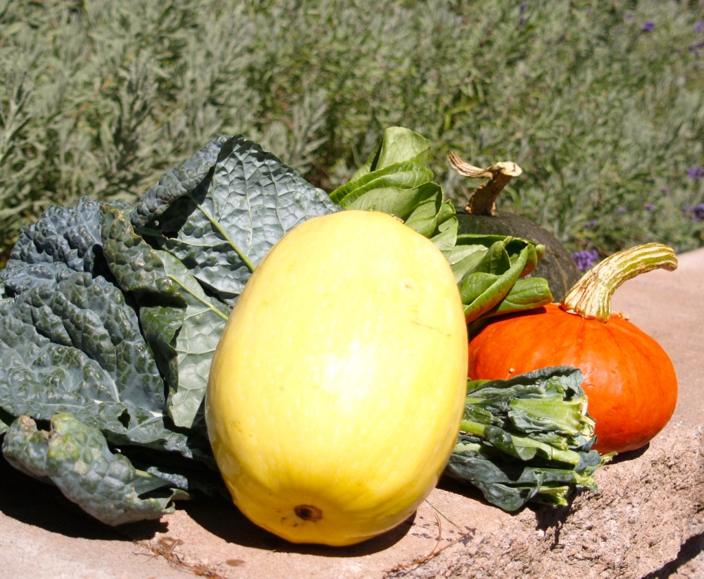 first fall 2013 squashes and gourds - Garners Produce
