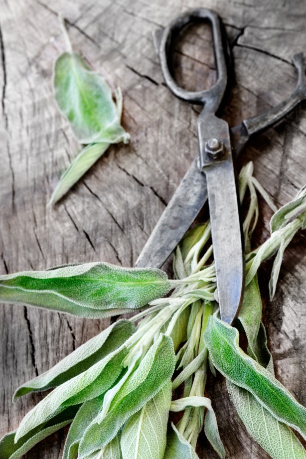 sage clipping