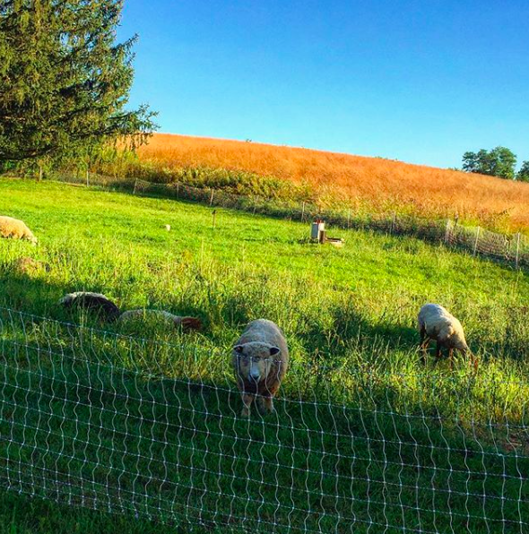 Screen Shot 2017-08-21 at 11.23.44 PM