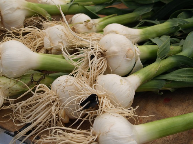 white farmer's market onions