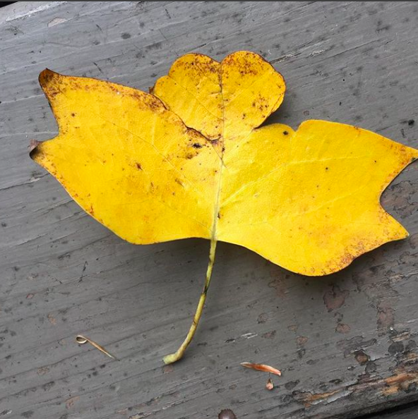 Screen Shot 2017-08-21 at 11.12.22 PM