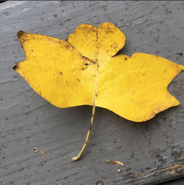 Screen Shot 2017-08-21 at 11.12.22 PM