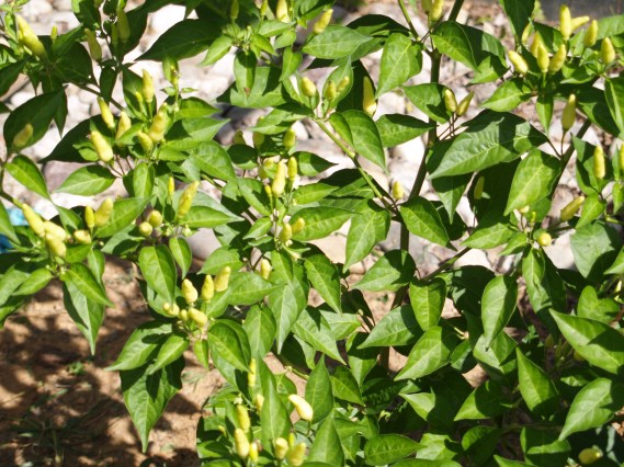 ripening tabasco peppers