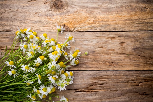 chamomile flowers