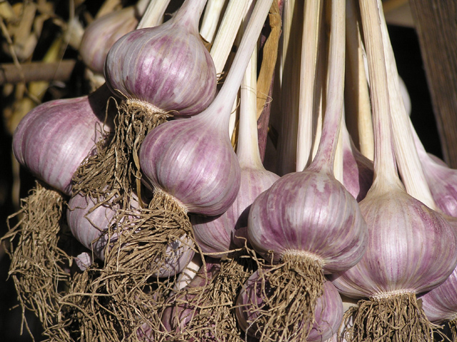 purple garlic