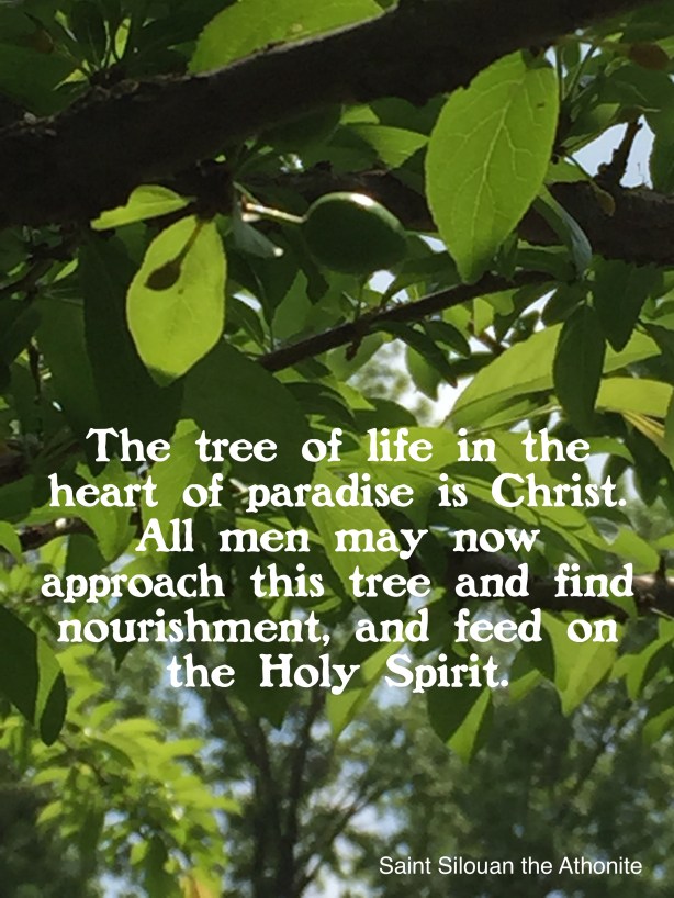 Heavenly Nourishment