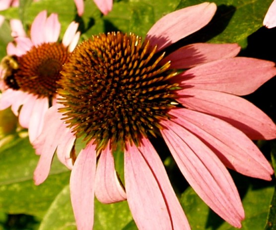 echinacea