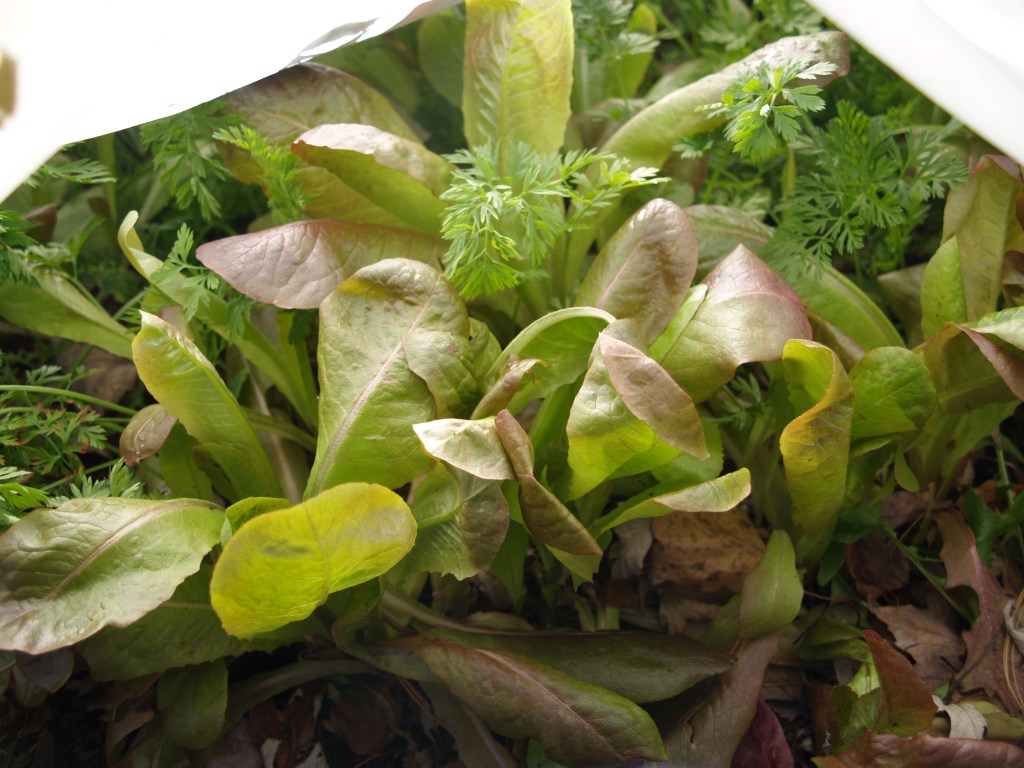 victory garden – under cover – winter carrots and lettuces 