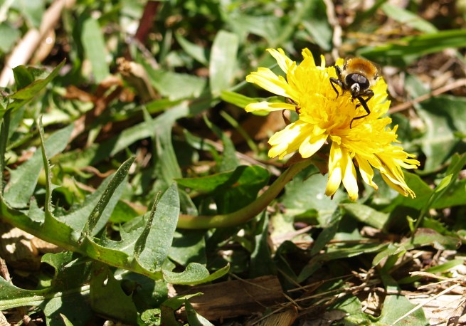 dandelion pollination