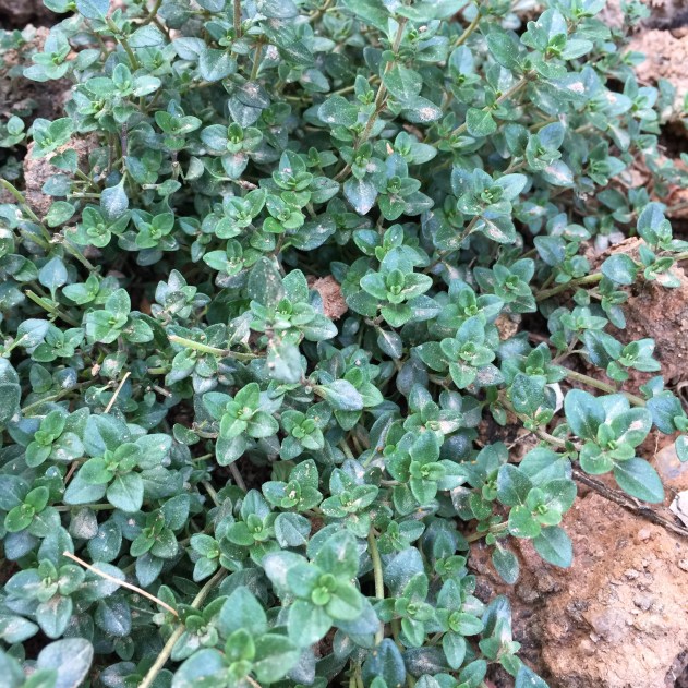kitchen garden thyme 2015