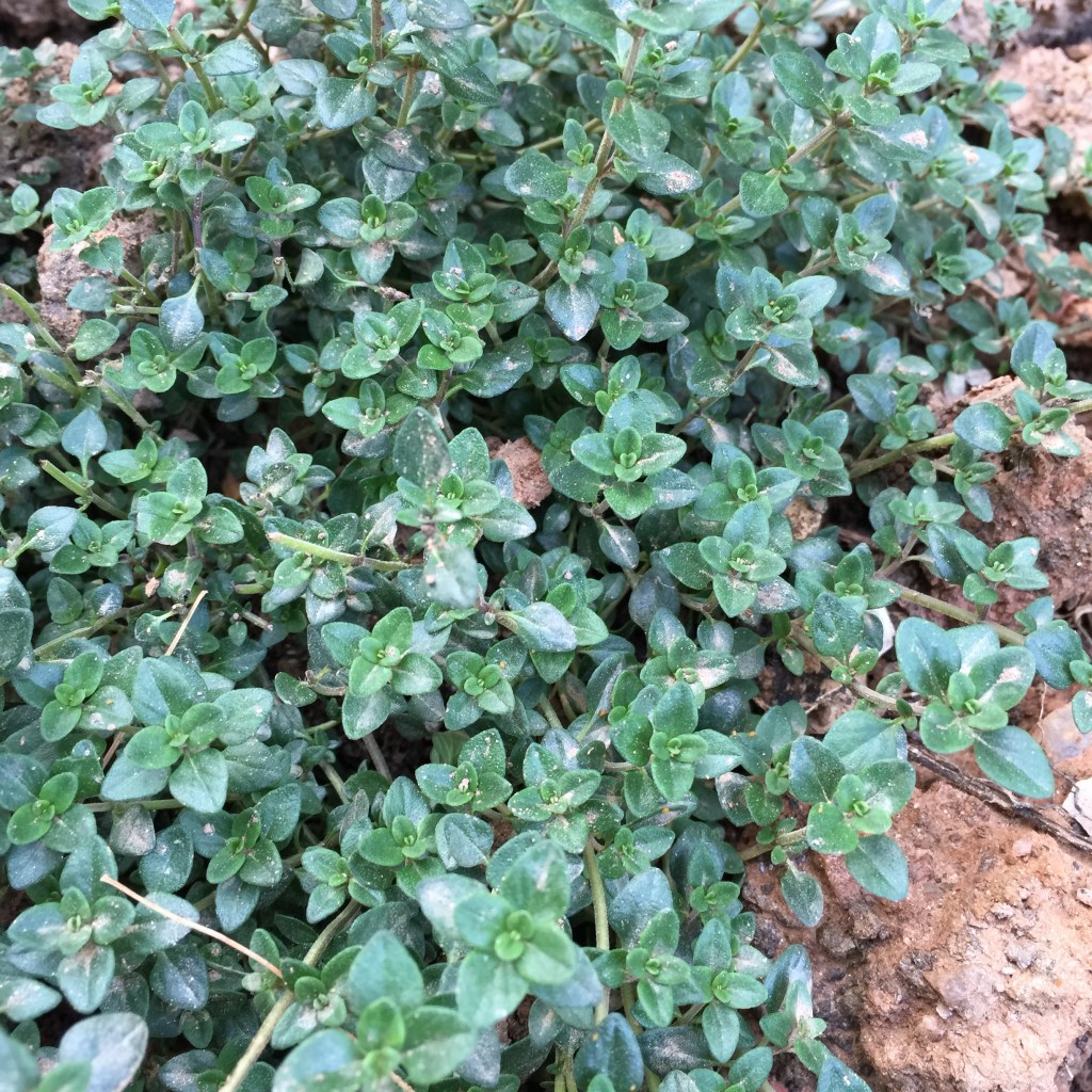 kitchen garden thyme 2015