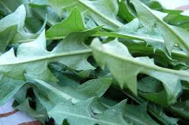 dandelion greens