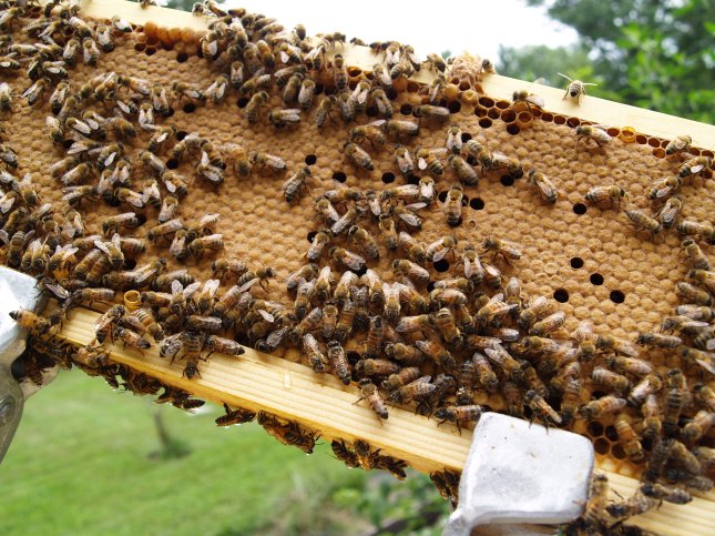 bee brood