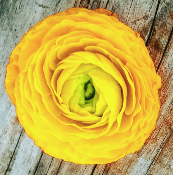 blessing table flower