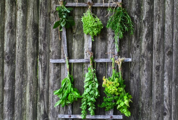 Drying Herbs