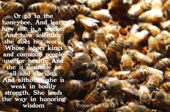 wisdom of the bee