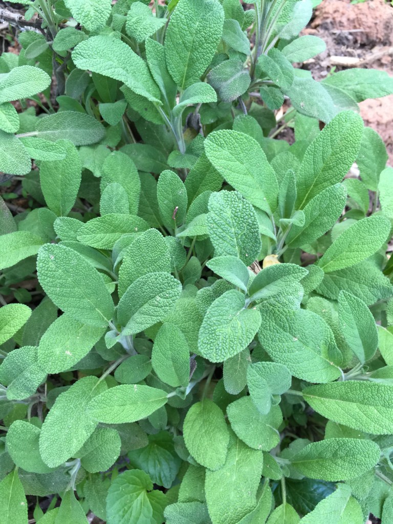 sage from the kitchen herb garden 2015